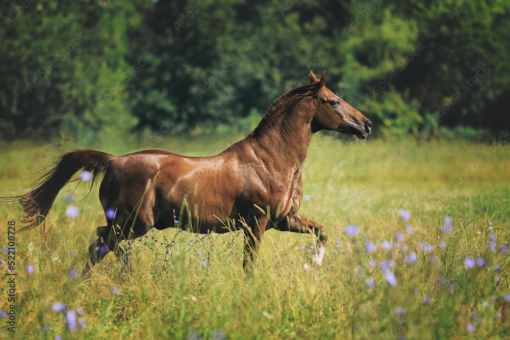 Pony im Trab auf Wiese Pony im Trab auf Wiese