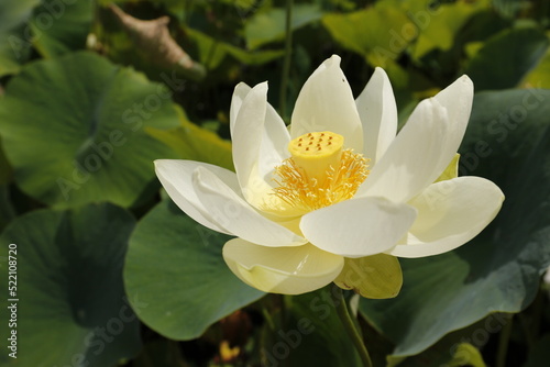 White yellow Nelumbo lutea  american lotus flower close up outdoor  outside in natural sunlight