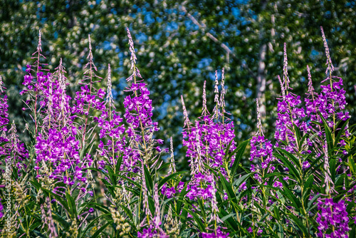 Background - Partly blurred fireweed - Chamerion angustifolium - in Alaska - First wildflower to come back after forest fires
