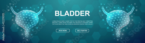 Bladder polygonal symbol for promotion banner. Horizontal low poly poster illustration. Organ anatomy design template illustration concept.