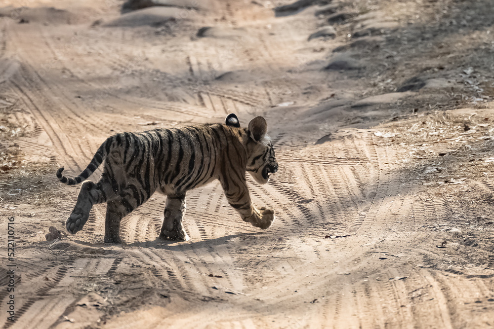 Fototapeta premium A wild baby tiger, two months old, crossing the dirt road in the forest in India, Madhya Pradesh 