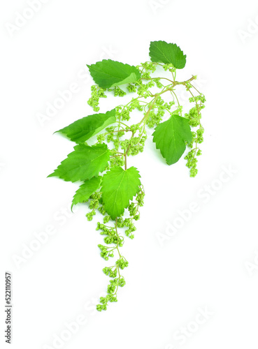 Hop branch isolated on white background.