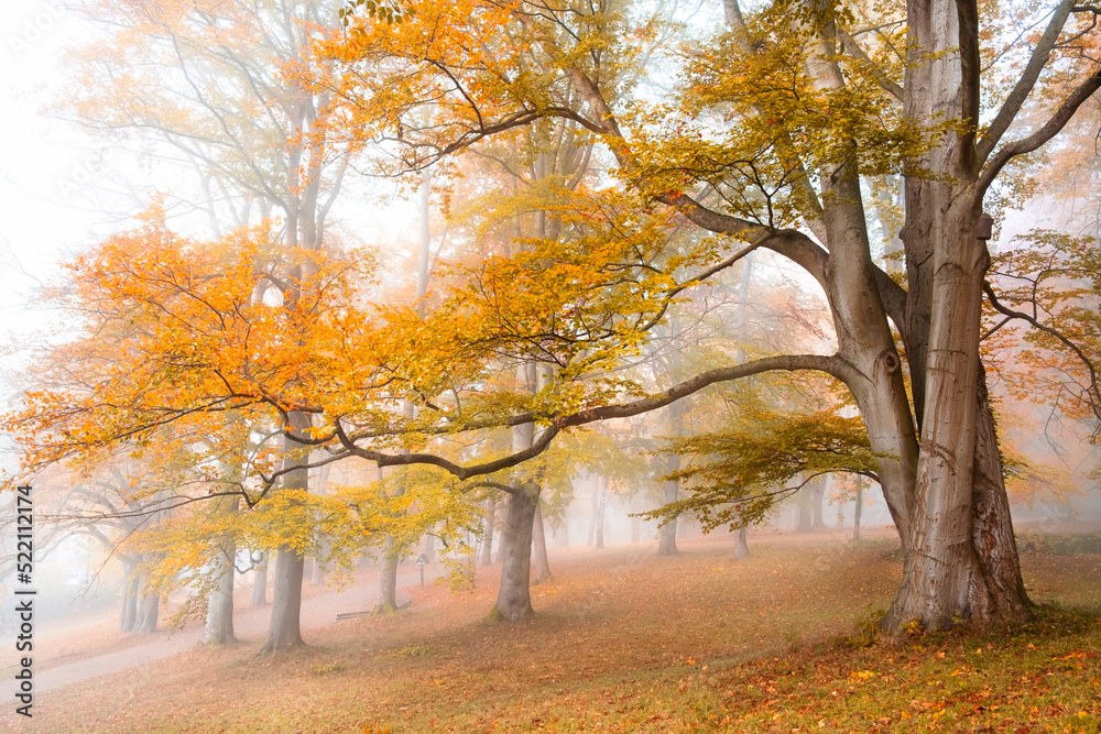 Fototapeta premium Autumn tree with colorful foliage in forest or park on foggy morning. Fall landscape background with yellow and orange trees in fog.