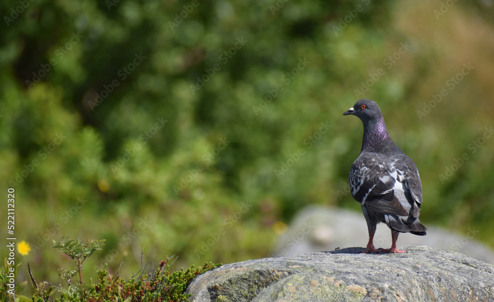 Obraz premium pigeon on the grass
