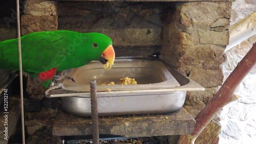 eclectus parrot eating something. Tropical birds video
