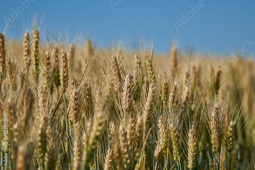 Close up of ear of wheat in the field summer day
