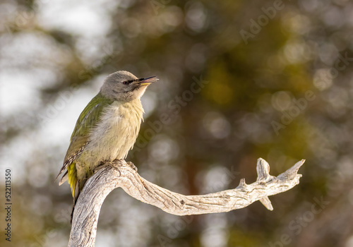 Grey headed woodpecker photo