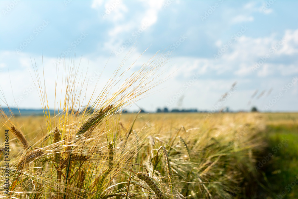 macro of ear covered with waterdrops, ear of wheat close-up