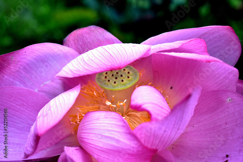 blooming lotus flower in a pond