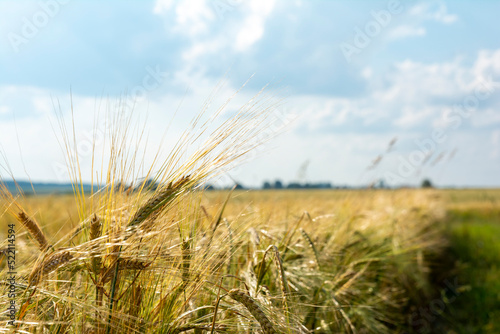 macro of ear covered with waterdrops  ear of wheat close-up