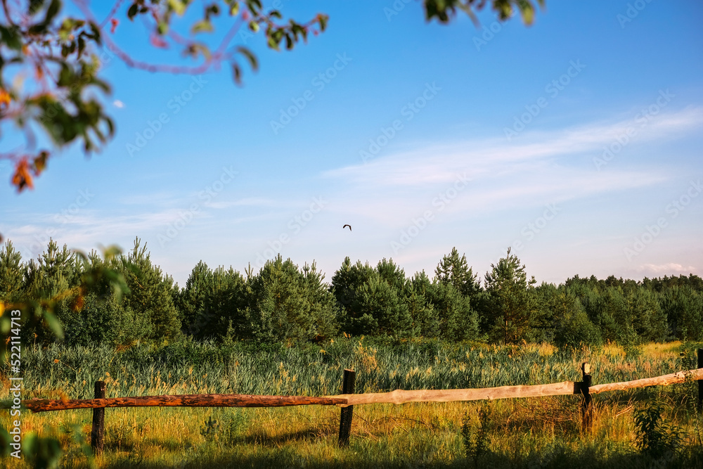 bird flying in the sky over the field.  summer landscape rural