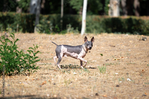 hairless american terrier runs across a clearing.