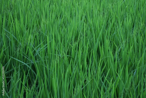 Rice cultivation. Rice growing. In Japan, rice is planted from May to June and harvested from September to October.
