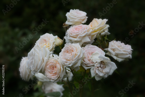 Hybrid tea rose flowers appear in wonderful clusters. Very elegant flower cream with a breath of apricot
