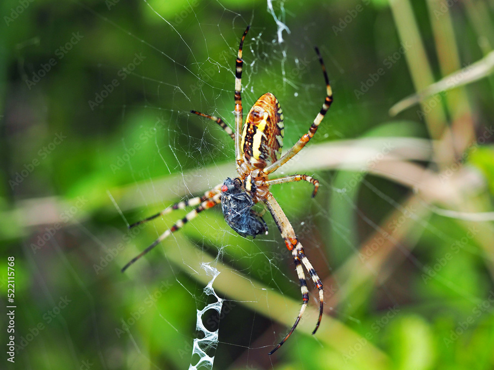 Wasp spider and it's prey. Macro photography of spider Argiope bruennichi eating fly. Wasp spider and it's prey. Macro photography of spider Argiope bruennichi eating fly.