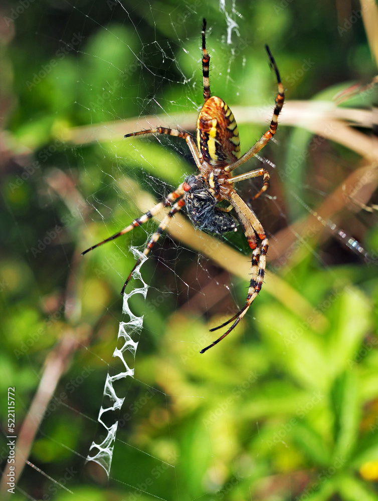Wasp spider and it's prey. Macro photography of spider Argiope bruennichi eating fly. Wasp spider and it's prey. Macro photography of spider Argiope bruennichi eating fly.