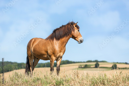 Portrait of a buckskin icelandic pony in front of a beautiful rural landscape in summer outdoors