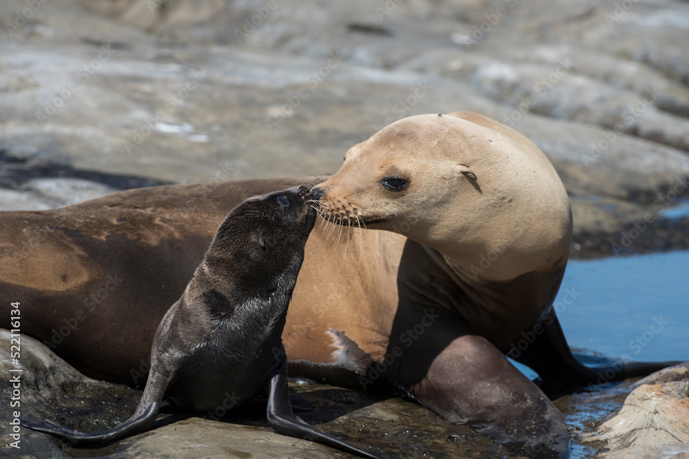Fototapeta premium sea lion