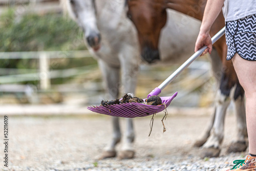 Cleaning the paddock: Focus on horse droppings on a dung fork. Equestrian scene