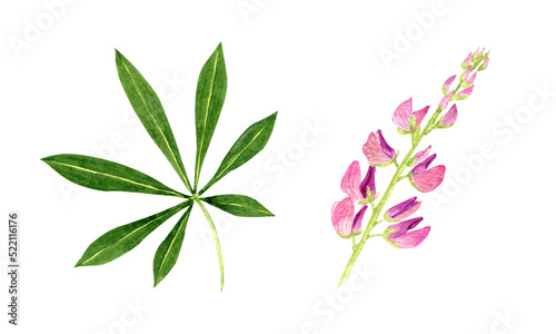 Lupine flower and leaf illustration. Pink watercolor  flower set isolated on white background. Hand drawn painting.