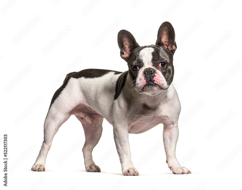 French Bulldog standing and looking at the camera