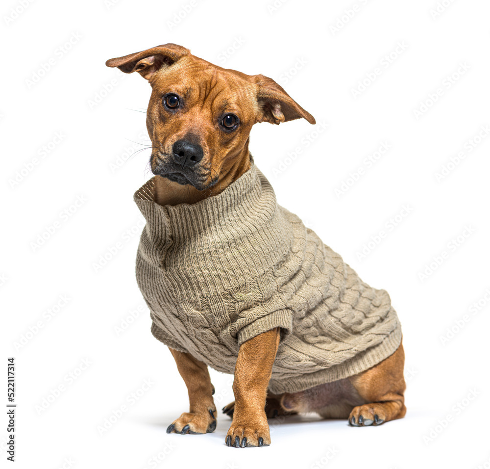 Mixed breed dog between French bulldog and Dachshund Mixed breed dog between French bulldog and Dachshund