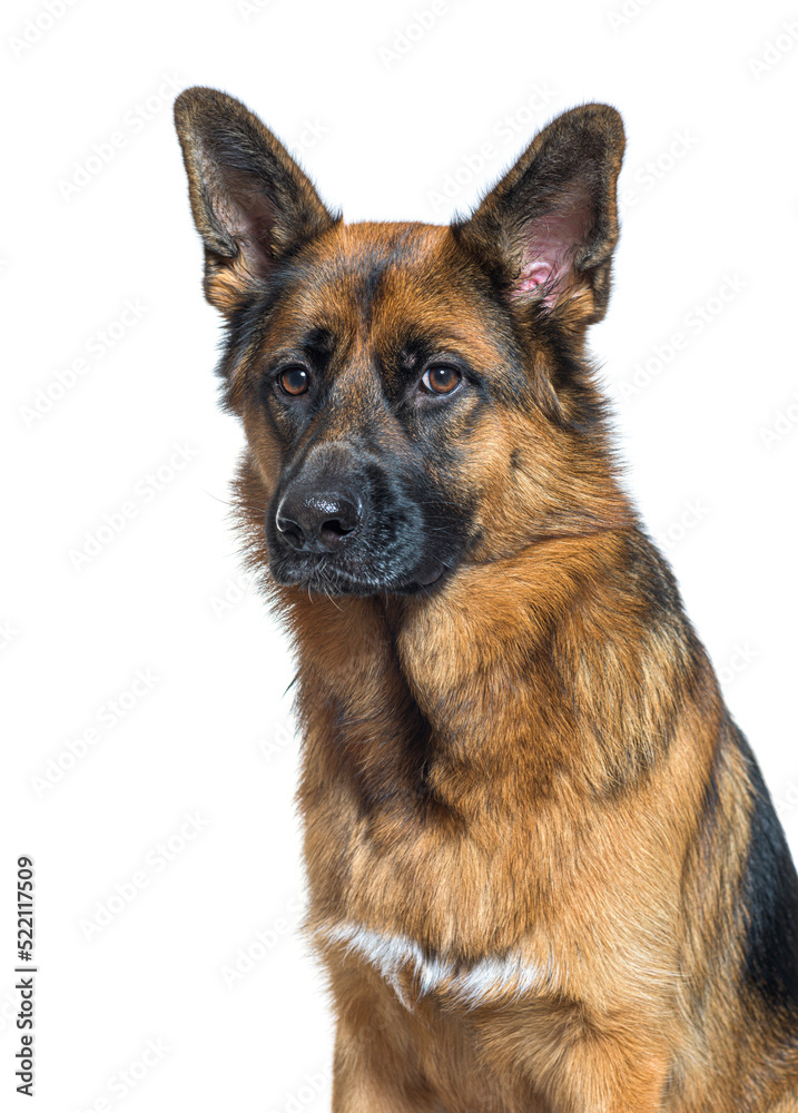 Close-up of a German Shepherd head, , isolated on white