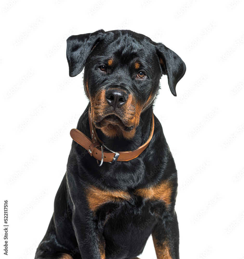 Black-and-tan Rottweiler wearing a brown collar dog