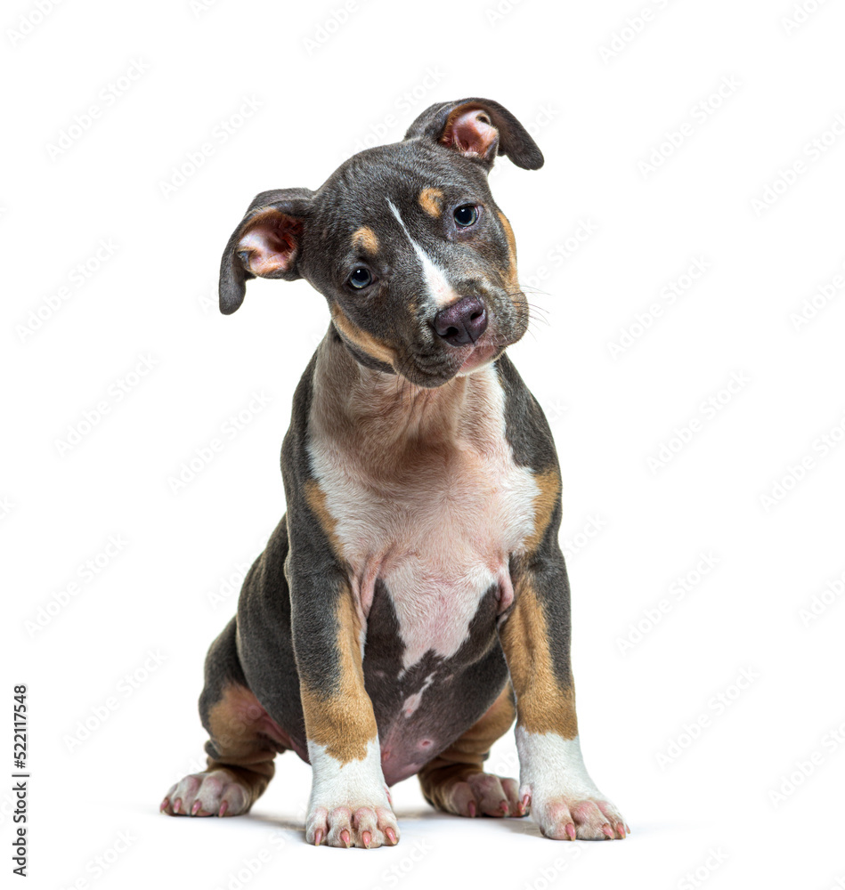 Puppy American Staffordshire terrier sitting in front, amstaff,