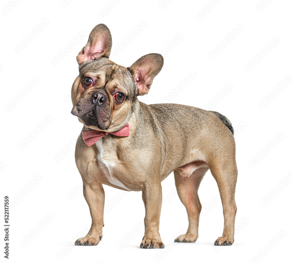Standing French Bulldog wearing a pink bow tie, isolated on whit