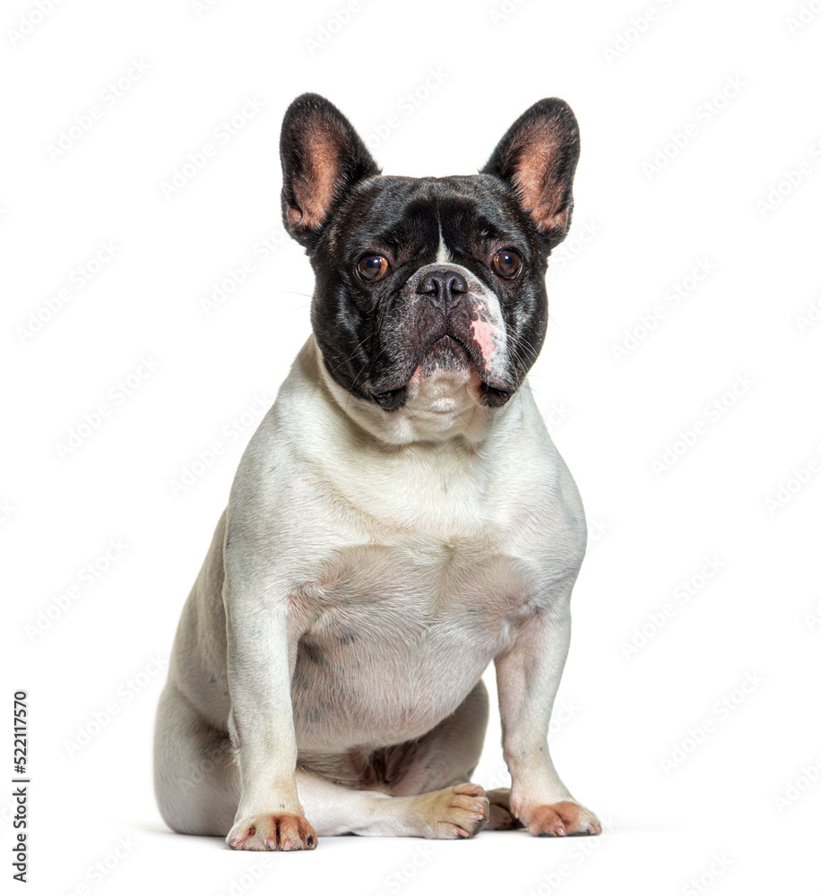 Black and white French Bulldog sitting in front, isolated on whi