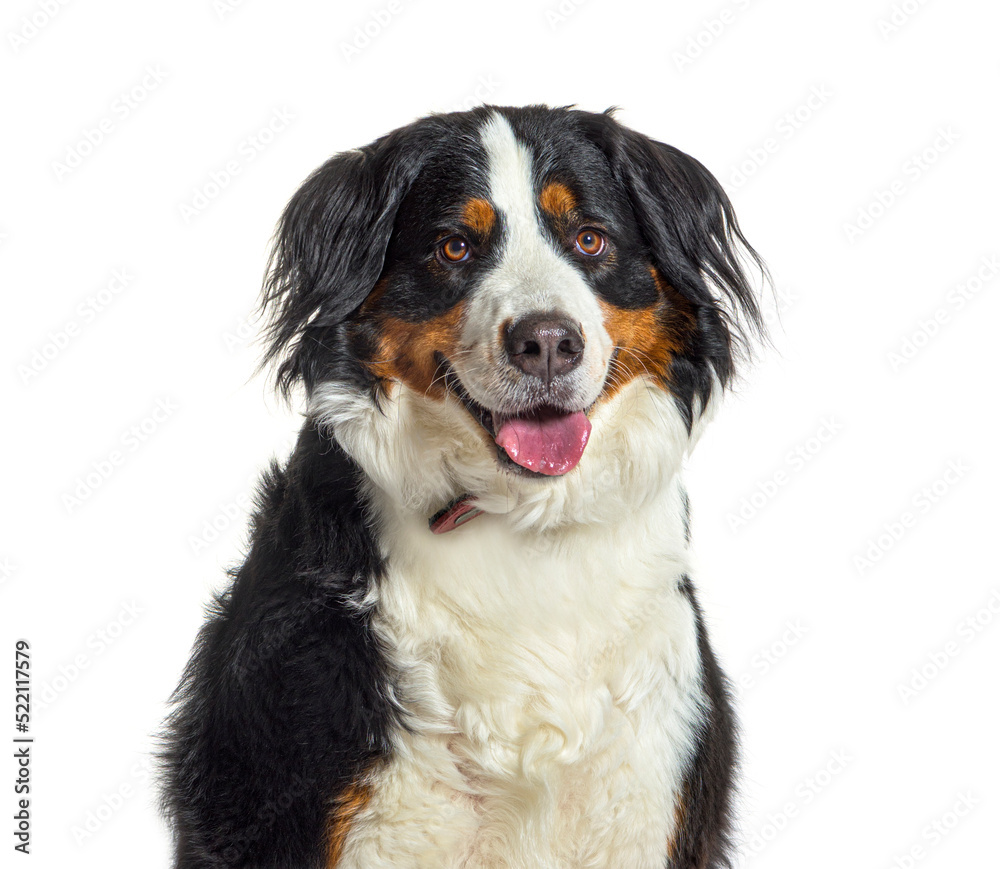 portrait of a young Bernese mountain dog panting, isolated on wh