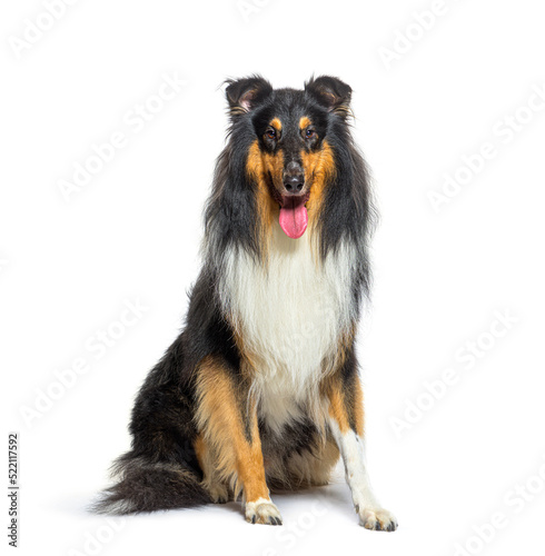 Panting Rough Collie dog sit in front and looking at the camera,
