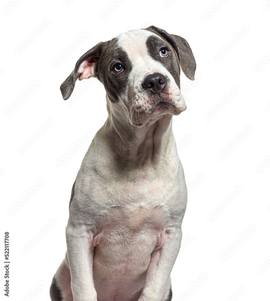 Head shot, portrait of a crossbreed dog looking up, isolated on Head shot, portrait of a crossbreed dog looking up, isolated on