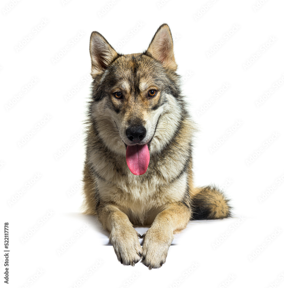 Panting lying down American wolfdog eight months old, isolated o