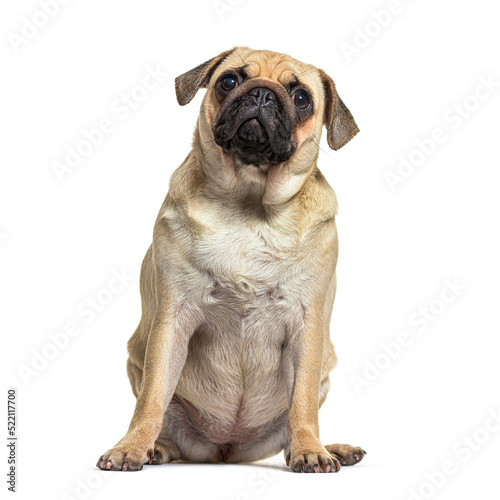 portrait of a one year old pug looking up  isolated on white