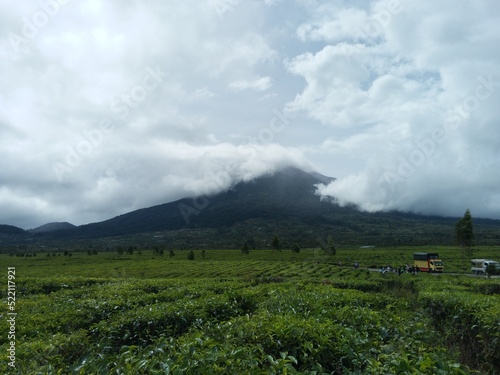 Tea Garden at the foot of mount Kerinci Jambi Indonesia