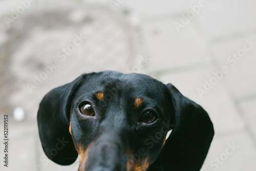portrait of a dachshund © YAROVA
