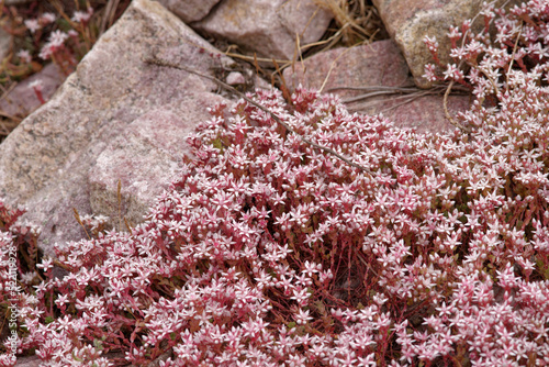 Touffe  d orpun anglais en fleur parmi des blocs de gr  s  Sedum anglicum 