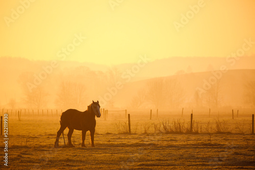 Silhouette of a large horse standing in a pasture in the misty morning sunrise with faint hills in the background | Amish country, Ohio on a golden morning
