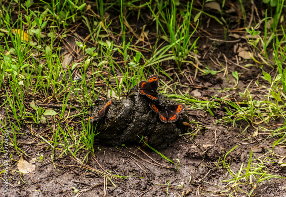 Butterflies extract minerals in horse dung. Butterflies on horse manure