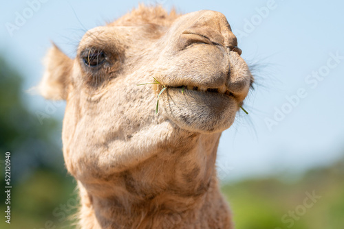 Close up of a camel face. High quality photography.
