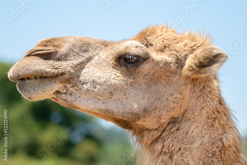 Close up of a camel face. High quality photography.
