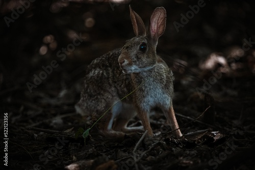 Fluffy rabbit casts a wary glance as he explores the forest.