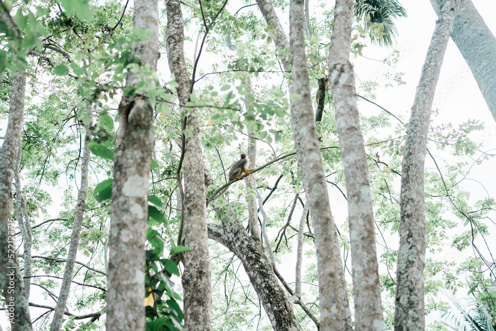 Fototapeta premium squirrel monkey on tree