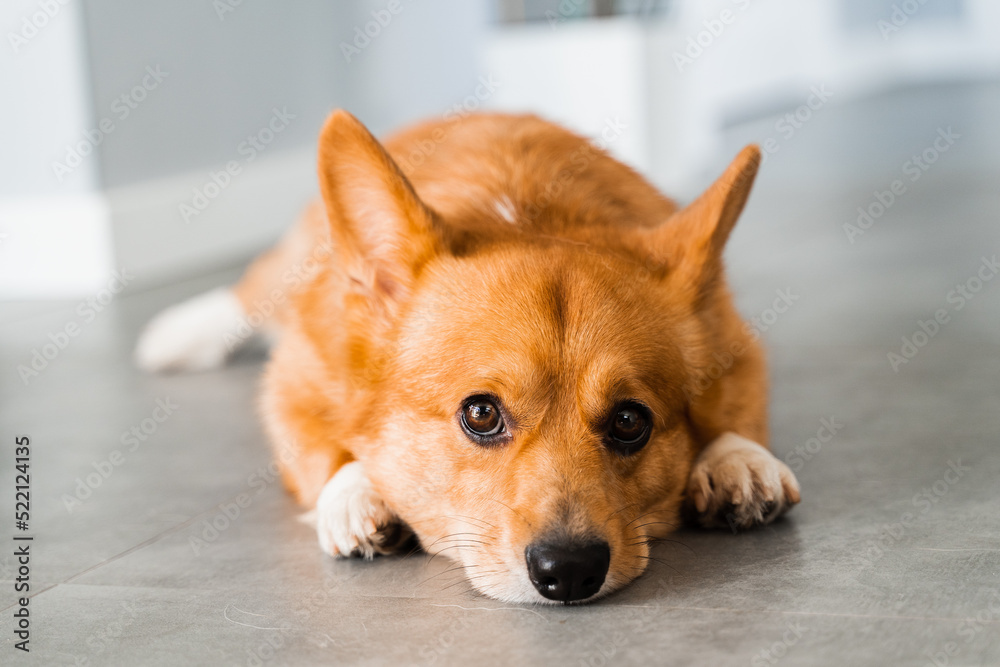 Cute Welsh Corgi Pembroke dog lay and chill on the floor at home and smile. Lifestyle of domestic pet. Cute Welsh Corgi Pembroke dog lay and chill on the floor at home and smile. Lifestyle of domestic pet.