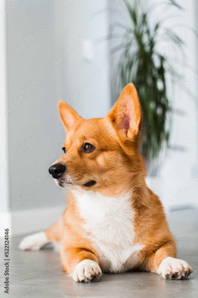 Cute Welsh Corgi Pembroke dog lay and chill on the floor at home and smile. Lifestyle of domestic pet. Cute Welsh Corgi Pembroke dog lay and chill on the floor at home and smile. Lifestyle of domestic pet.