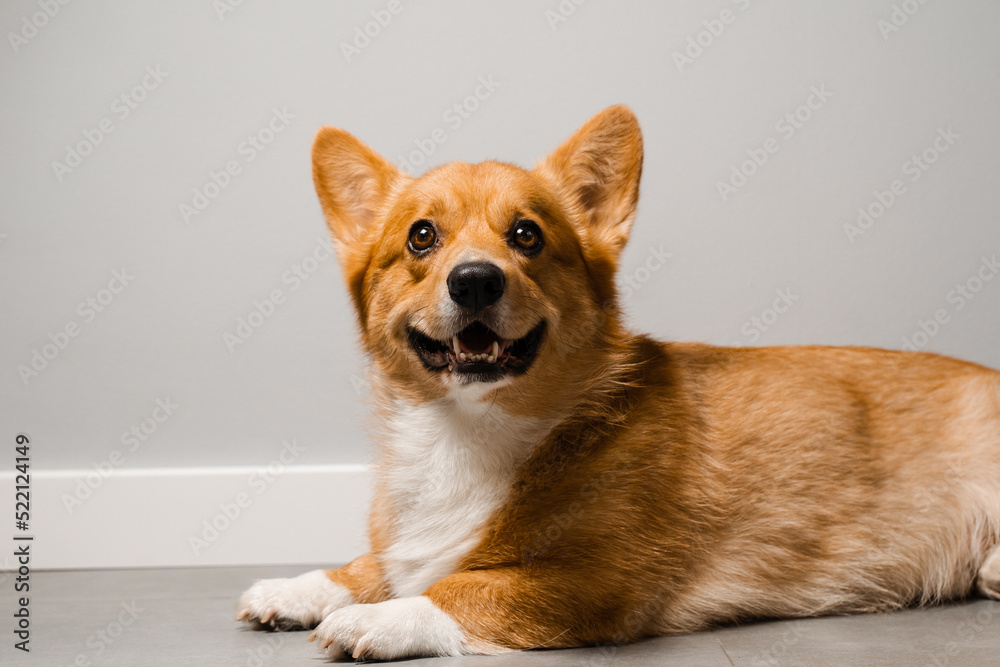 Happy dog Welsh Corgi Pembroke is sitting on the floor at home and smile. Lifestyle with domestic pet. Happy dog Welsh Corgi Pembroke is sitting on the floor at home and smile. Lifestyle with domestic pet.