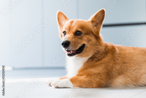Cute Welsh Corgi Pembroke dog chill on the floor at home and smile. Lifestyle of domestic pet.