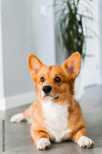Cute Welsh Corgi Pembroke dog lay and chill on the floor at home and smile. Lifestyle of domestic pet.